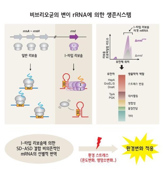 변이 rRNA에 의한 비브리오균의 생존시스템 모식도 변이 rRNA에 의해 특정 mRNA가 더 효과적으로 번역되어 비브리오균이 다양한 환경변화에 적응하는 것을 보여준다.