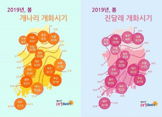 2019년 봄 개나리, 진달래 개화시기/자료=153웨더 제공