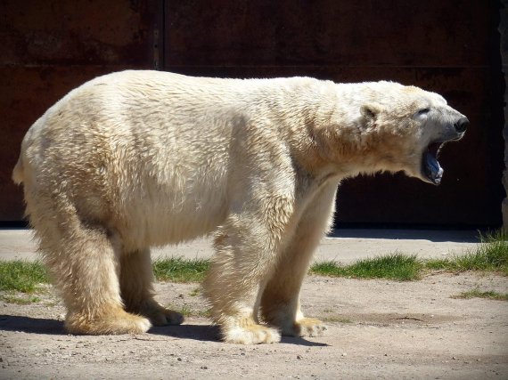 북극곰 50마리, 배고파서 거리에서 활보