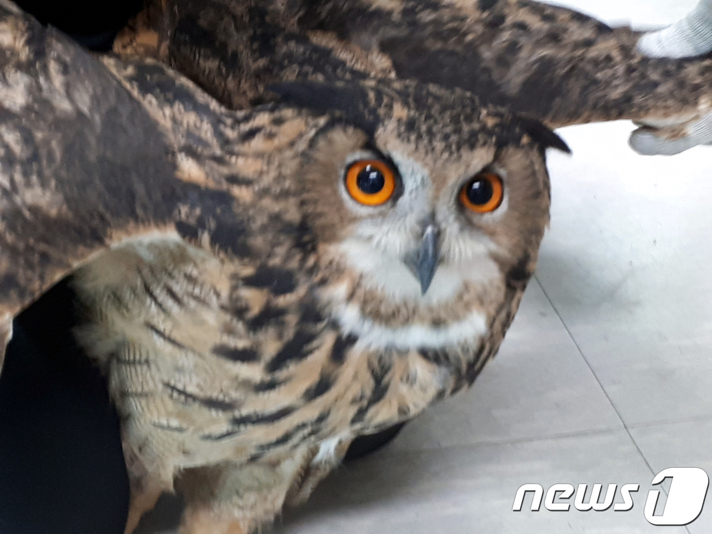 한달새 닭 11마리 꿀꺽, '양계장 습격사건' 범인은 놀랍게도..