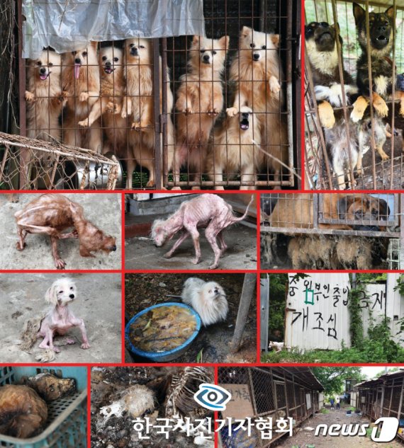 한국사진기자협회 제55회 한국보도사진상 시사스토리 부문 최우수상에 경인일보 임열수 기자의 사진이 선정됐다. 보상을 노리고 불법으로 설치된 하남시 감이동 주변 개 사육장에서 갇힌 개들이 애처로운 표정으로 구조의 손길을 기다리고 있는 모습.(한국사진기자협회 제공) 2019