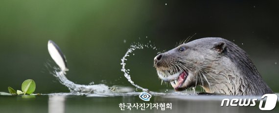 한국사진기자협회 제55회 한국보도사진상 네이쳐(Nature) 부문 최우수상에 전남매일 김태규 기자의 사진이 선정됐다. 2019 광주하계수영대회 마스코트인 천연기념물 330호 수달이 담양군 금성면 한 하천 수중보에서 물고기를 사냥해 맛있게 먹으려는 순간 주변에 있던 물고