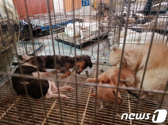 천안 펫숍에서 발견된 개들의 사체(동물자유연대 제공)© News1