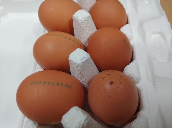 ‘달걀 껍데기 산란일자 표시제도’가 오는 23일부터 시행되는 가운데, 식약처가 산란일자가 껍데기에 표기된 달걀을 공개했다. 사진=김성호 기자