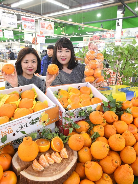 ㈜농협유통, ‘제주 한라봉, 천혜향 마음대로 골라담기’ 행사 진행