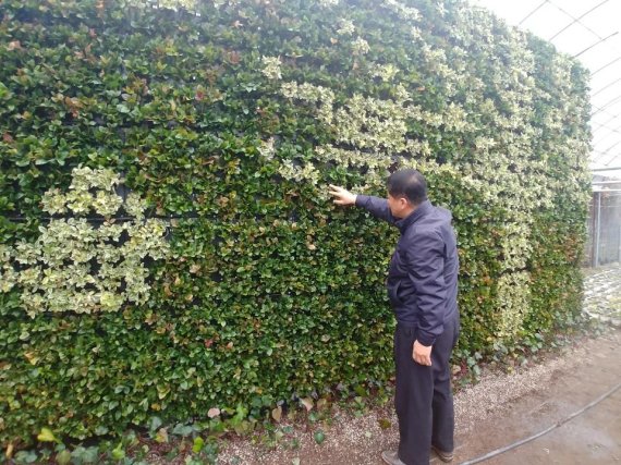 국내 대표적인 종합 조경과 실내벽면녹화 전문기업을 운영하는 장기웅 대표가 벽면에 녹화된 식물들을 살펴보고 있다.