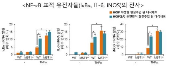 MST1가 NF-κB 신호 전달 경로에 미치는 영향 생쥐에서 유래한 대식세포에 TNFα를 처리해 염증반응을 유도했다. MST1이 결핍된 세포에서는 NF-κB 표적 유전자들의 전사/번역이 높게 나타났다. 이를 통해 MST1이 NF-κB 신호전달계를 제어할 수 있음을 규명하였다.