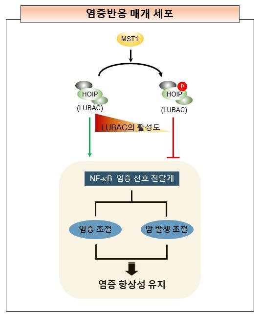 염증반응에서 MST1의 역할 MST1는 HOIP을 인산화하고, 이로서 염증반응이 유도된 면역세포에서 LUBAC의 활성이 조절된다. MST1에 의한 LUBAC의 활성도 조절은 정상 세포가 NF-κB 염증 신호 전달 기전을 통한 세포의 염증 반응 항상성을 유지하는데 중추적 역할을 한다.<div id='ad_body2' class='ad_center'></div>