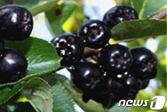 마키베리 열매. © News1