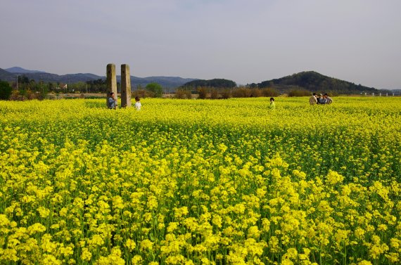 경주 황룡사지 유채꽃. 사진=경북도 제공