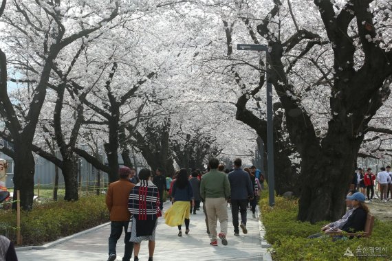 울산 울주군 작천정 벚꽃길. 울주군 삼남면 교동리에 위치한 이곳에서는 해마다 봄이면 수령 100년에 가까운 왕벚나무 220여 그루가 1km의 벚꽃 터널을 이루며 장관을 연출한다. /사진=울산시