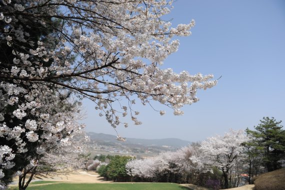 벚꽃이 만개한 솔모로CC 퍼시몬코스 3번홀 티잉 그라운드. 솔모로CC 제공