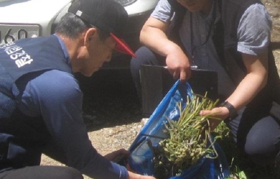 북부지방산림청, 산나물·산약초 불법채취 강력 단속