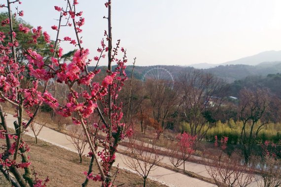 에버랜드 하늘매화길