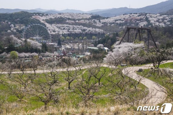 에버랜드 하늘매화길(에버랜드 제공)© News1 김평석 기자
