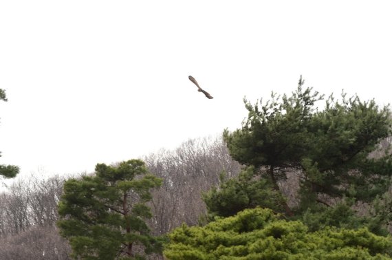 뇌진탕 수리부엉이 자연복귀. 사진제공=경기북부청