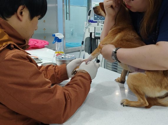 서울동물복지지원센터 동물병원에서 직원들이 아픈 개를 치료하고 있다. / 사진=김성호 기자