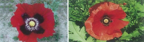 단속용 양귀비(왼쪽) 꽃의 경우 검은 반점이 있는 붉은색이 주류를 이루며, 흰색, 분홍색 등으로 다양한 반면, 단속하지 않는 '개양귀비' 꽃은 주로 진한 주황색이며 흰색이나 엷은 분홍색도 있다. /사진=경찰청 제공