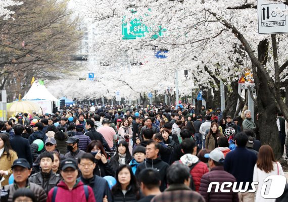 지난해 4월 서울 영등포구 여의도 윤중로에서 열린 '제14회 영등포 여의도 봄꽃 축제'를 찾은 시민들이 만발한 벚꽃길을 걸으며 봄을 만끽하고 있다. /뉴스1 © News1 오대일 기자