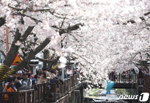 31일 오전 경남 창원시 진해구 여좌천 일대에서 열린 제57회 진해 군항제 전야제를 찾은 상춘객들이 만개한 벚꽃을 즐기고 있다. 진해 군항제는 내달 1일 개막해 열흘간 열린다. 2019.3.31/뉴스1 © News1 여주연 기자