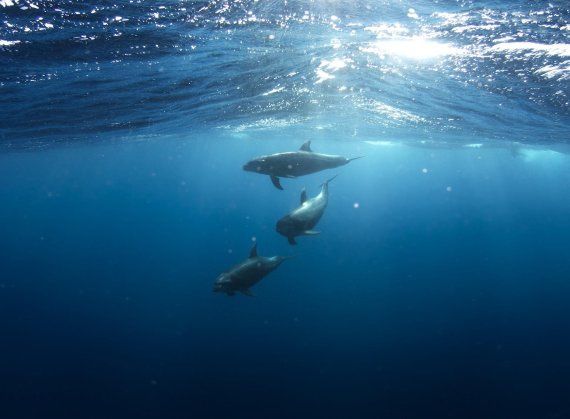 프랑스 해안에서 돌고래 1100마리 떼죽음.. 무슨 일?