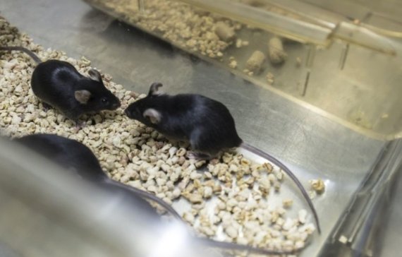 한 마리 1000만원…황금알 낳는 생쥐가 나타났다?
