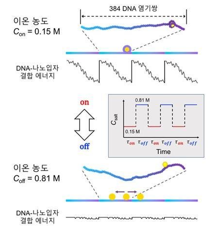 DNA-나노입자의 결합에너지 및 이온농도 변화를 통해 비평형상태 유도 384개의 염기쌍을 순차적으로 합성하여 반복적으로 유연성이 변화하도록 설계된 DNA 모델과 나노입자와의 결합 에너지이다. 이온 농도가 낮을 때는 반복적으로 비대칭적인 DNA-나노입자 결합에너지를 가지고 이온 농도가 높을 때는 대칭적인 결합에너지를 가진다. 용액의 이온 농도를 주기적으로 변화시킴으로써 비평형 상태를 유도하고 나노입자를 일정방향으로 이동시킨다.