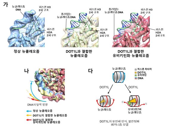 복합체 구조에서 확인된 뉴클레오좀의 불안정화 현상. 가. 정상적인 뉴클레오좀(파란색, 녹색)과 비교했을 때, DNA가 풀리고 히스톤 2차 구조가 손실되는 불안정화 현상이 관찰됨. 나. 정상 뉴클레오좀과 DOT1L이 결합한 뉴클레오좀, 그리고 DOT1L이 결합한 유비퀴틴화 뉴클레오좀을 비교했을 때, 유비퀴틴화된 뉴클레오좀에서 불안정화 효과가 가장 강한 것이 확인됨.