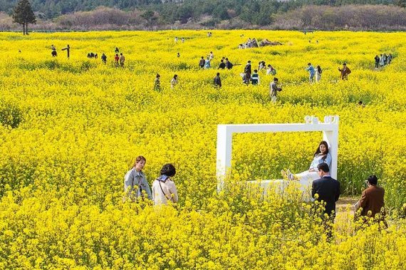 [fn포토] 샛노란 유채꽃물결과 왕벚꽃 향연, 오름은 '덤'