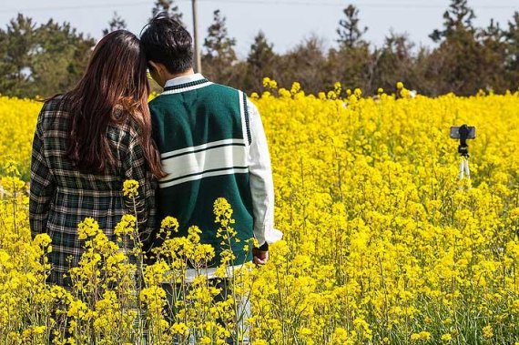 [fn포토] 샛노란 유채꽃물결과 왕벚꽃 향연, 오름은 '덤'