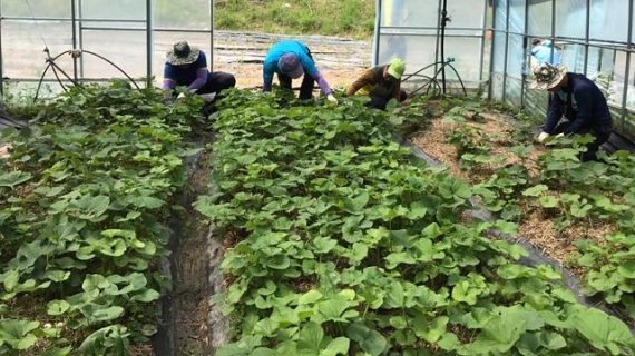 필리핀 딸락시 계절근로자 1차 106명,양구에 온다