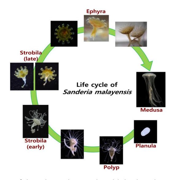[연구그림] 해파리 생식단계_해파리 종류는 여러 단계 변태를 거쳐 성체가 된다 /사진=UNIST
