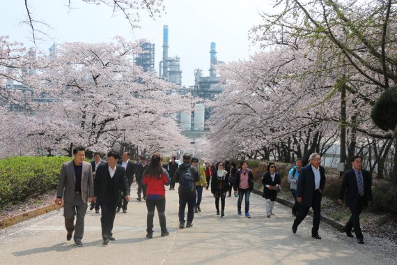SK인천석유화학 공장 부지 내에 개방된 벚꽃 길을 지역민들이 걷고 있다.
