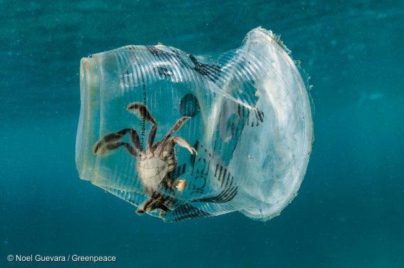 플라스틱 쓰레기 문제의 가장 큰 피해자는 해양 생물들이다. 사진=그린피스