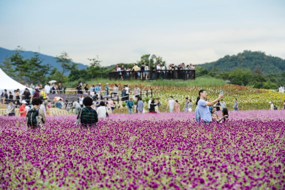 2018 양주나리농원 천일홍축제. 사진제공=양주시