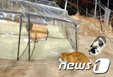 캣맘들이 마련한 울산 북구의 한 길고양이 쉼터 © 뉴스1