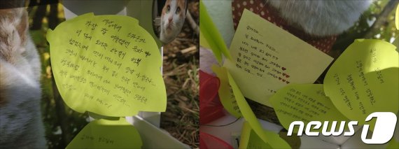 지난 1일 '국민대 고양이 추어오'가 서울 성북구 국민대학교 캠퍼스 내부에 마련한 고양이 '유자'의 추모 공간에 재학생들이 남긴 추모 메시지. © 뉴스1 박혜연 기자