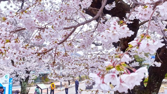 [네모이야기] 스마트폰으로 바라본 팔도강산 봄꽃