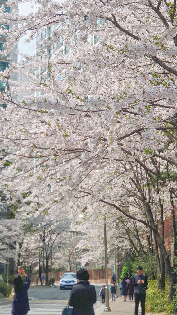 [네모이야기] 스마트폰으로 바라본 팔도강산 봄꽃