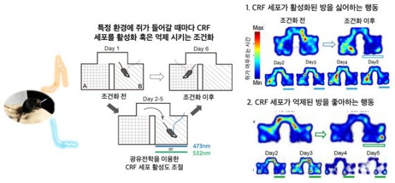 그림1) 광유전학을 통한 시상하부 CRF 세포의 활성도 인위적 조절.