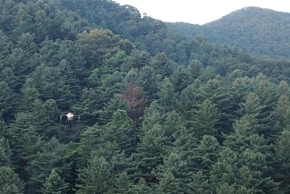 19일 산림청 춘천국유림관리소(소장 박현재)는 최근 급증하는 산림병해충 피해를 조기에 발견하고 능동적으로 대처하고자 산림병해충 지상예찰 및 드론3대를 활용한 항공예찰을 추진한다고 밝혔다. 사진=춘천국유림관리사무소 제공