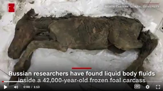 4만2000년 전 죽은 동물 냉동 사체서 혈액·소변 채취