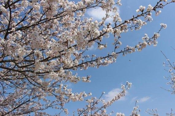 파주시 밤고지마을 벚꽃축제. 사진제공=파주시