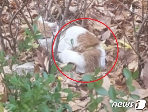 길고양이가 플라스틱 끈에 묶여있는 모습.(부산지방경찰청 제공)© 뉴스1