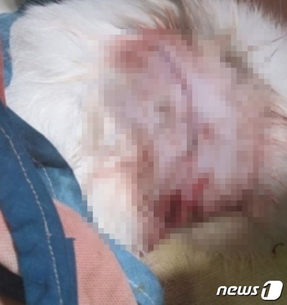 누군가 길고양이 몸통에 플라스틱 끈으로 조여 매 상처를 입힌 모습.(부산지방경찰청 제공)© 뉴스1