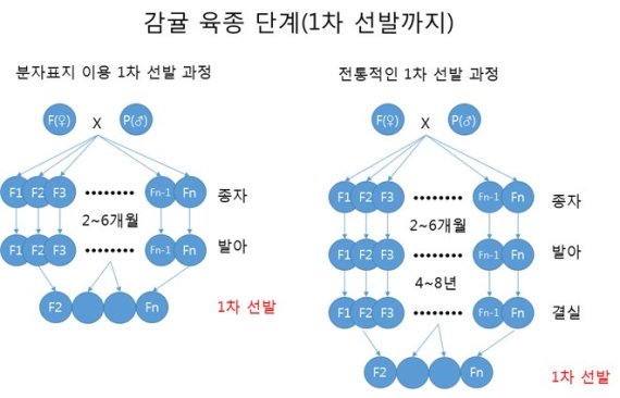 '분자마커' 신기술로 제주감귤 신품종 개발 기간 단축