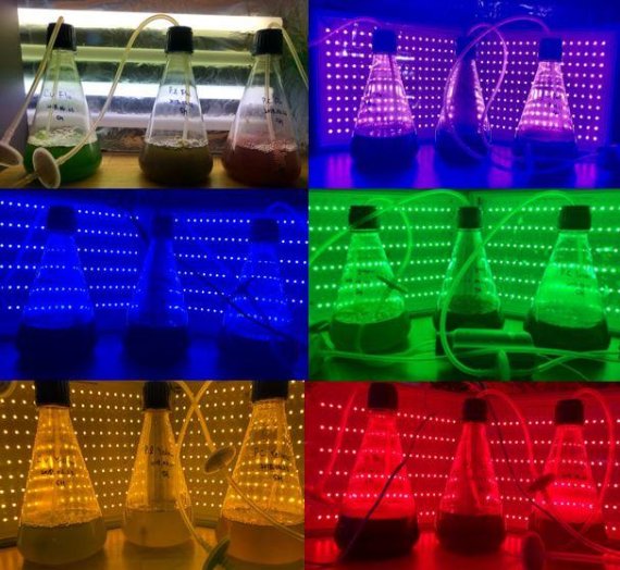 미세조류 배양액에 5가지 파장의 LED와 형광등을 쬐는 실험 장면. 사진=부경대 제공.