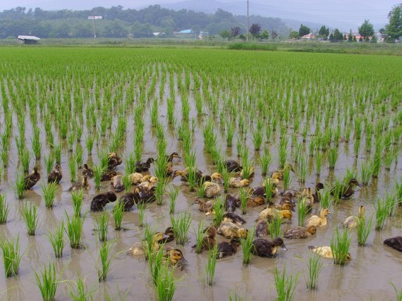 친환경 농법 중 하나인 오리농법으로 논의 잡초를 제거하고 있다. 농림축산식품부 제공