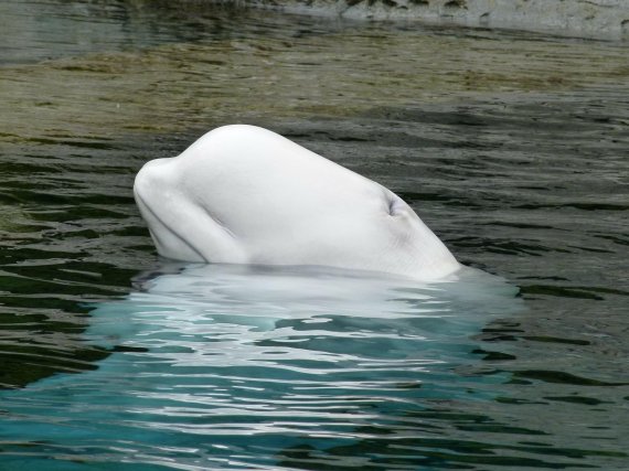 노르웨이 어선 찾아온 흰돌고래, 알고보니 러시아 스파이?
