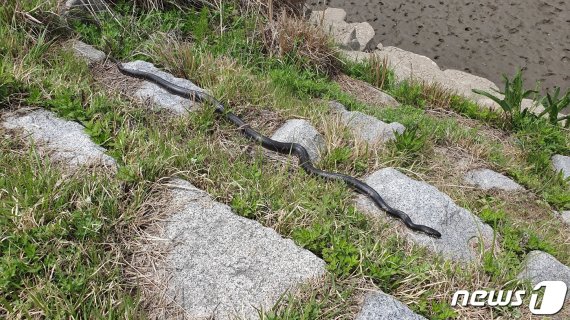 안동 강변공원서 발견된 1.8m길이 육박하는 동물의 정체